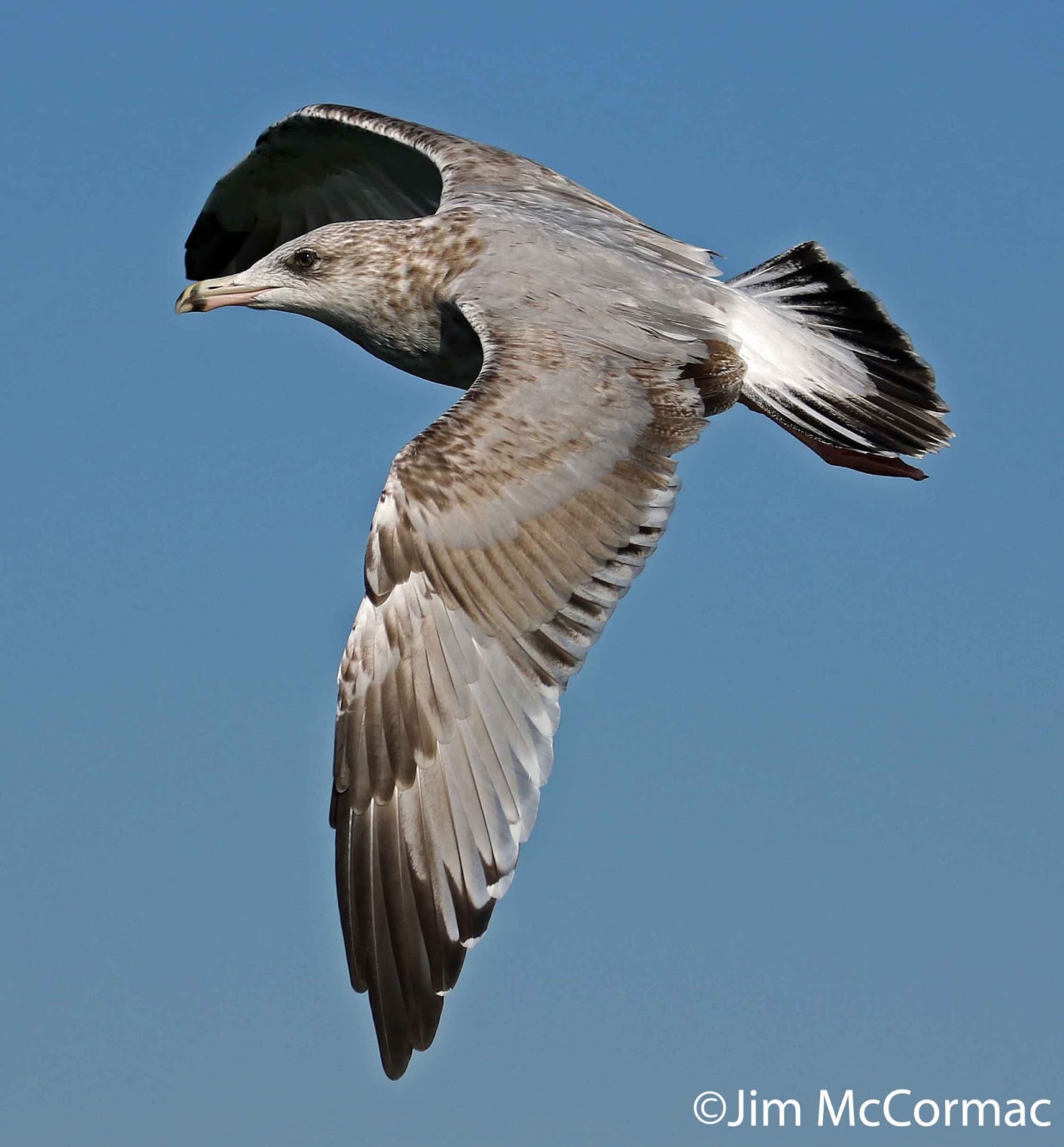 Ohio Birds and Biodiversity Gulls in flight