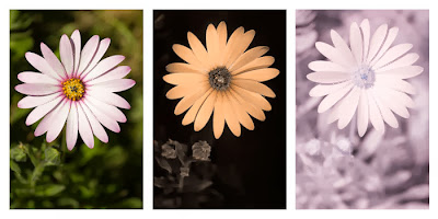 Comparison of a Osteospermum ecklonis flower photographed in visible light (left), ultraviolet light (middle), and infrared light (right)