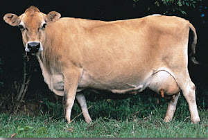 Cow project