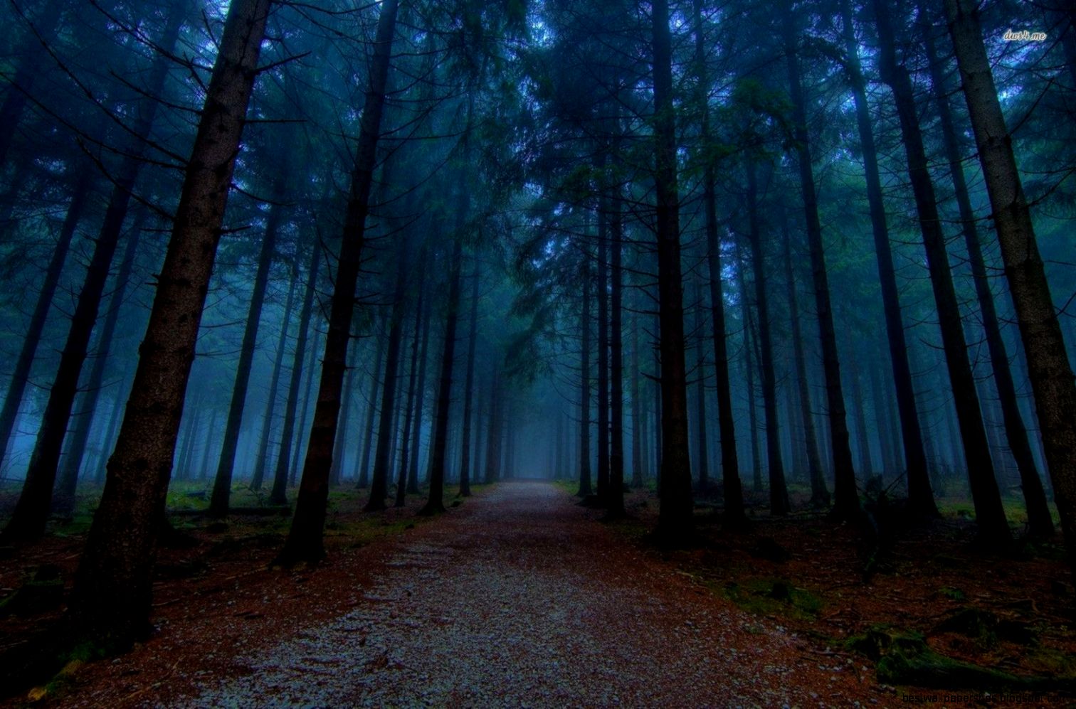 Dark Foggy Forest Paths Dark Foggy Forest Paths