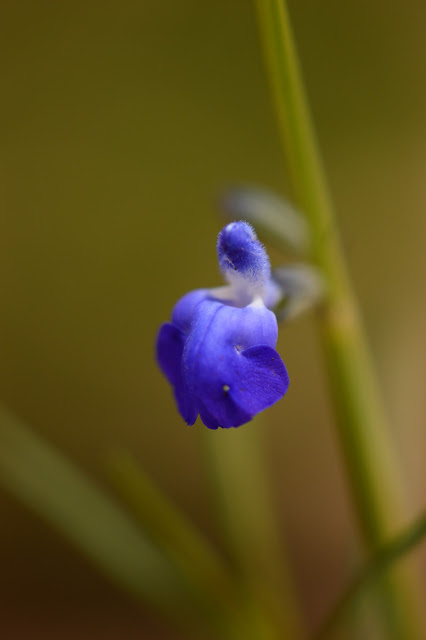 Salvia reptans