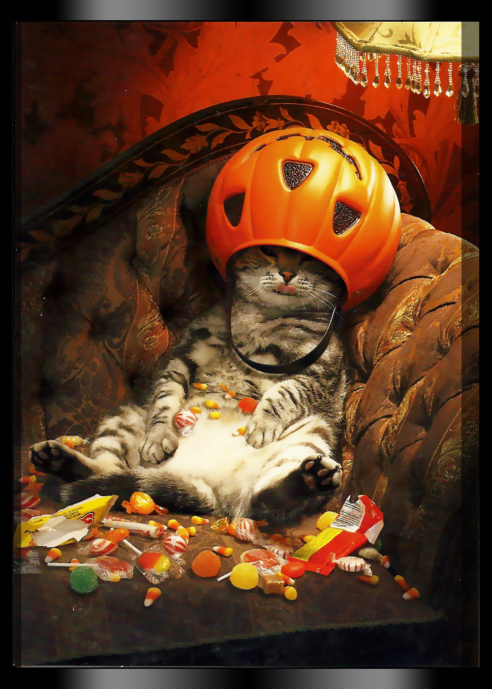 cat+likes+halloween+candy+photo+by+allen