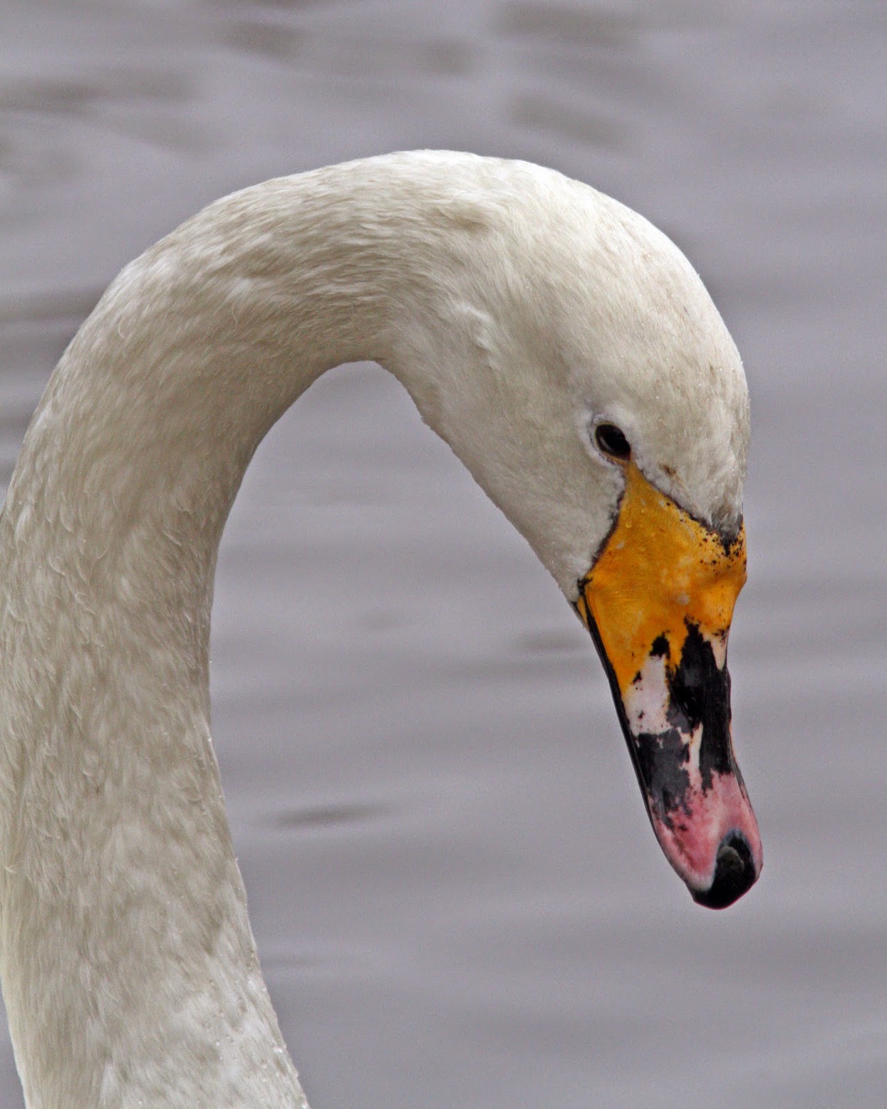 Bird Hybrids Mute Swan x Whooper Swan