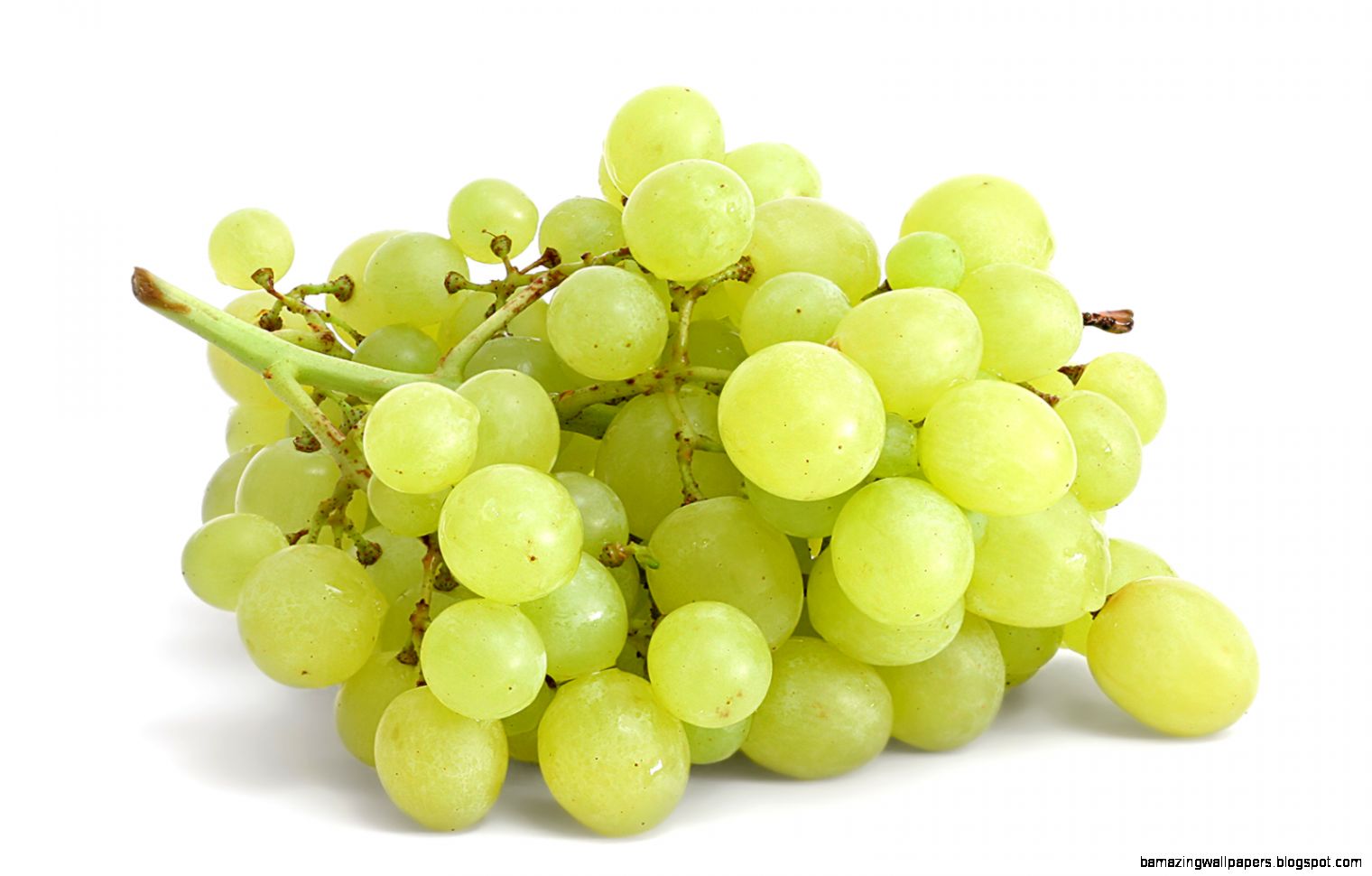 Can Bearded Dragons Eat Grapes Online Bearded Dragon Care Can Bearded Dragons Eat Grapes Online Bearded Dragon Care