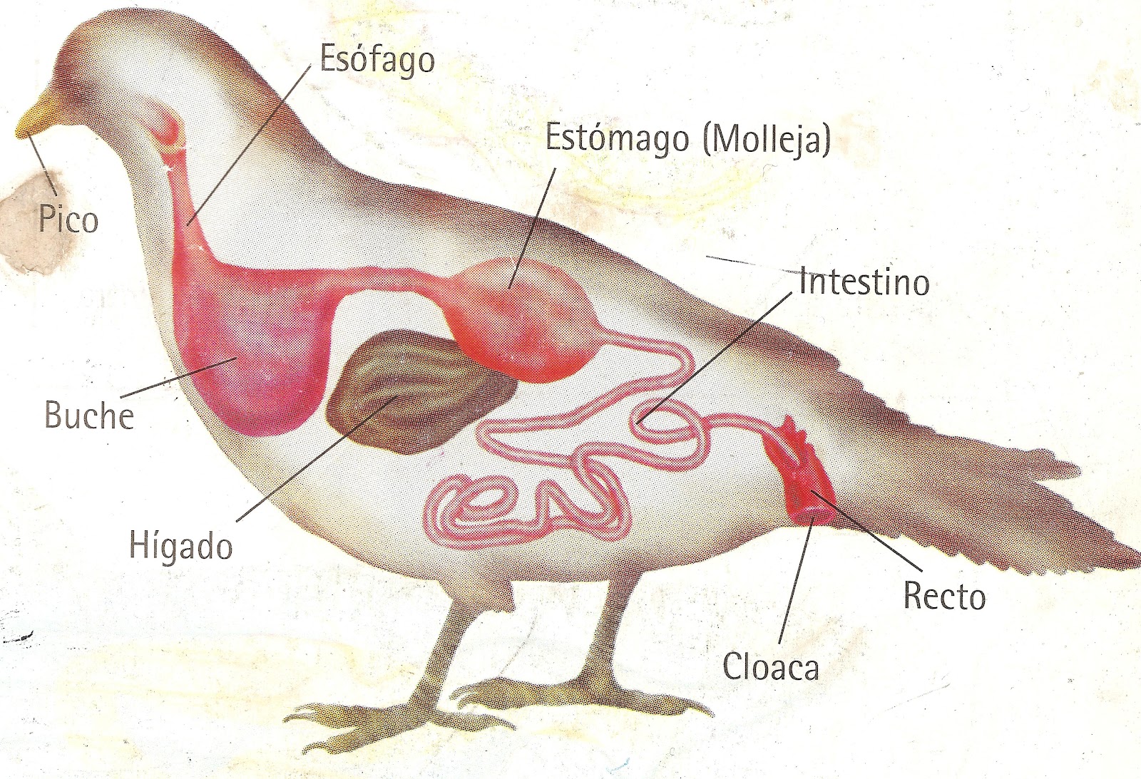 EL PROCESO DIGESTIVO DE LOS ANIMALES el proceso digestivo de los animales: