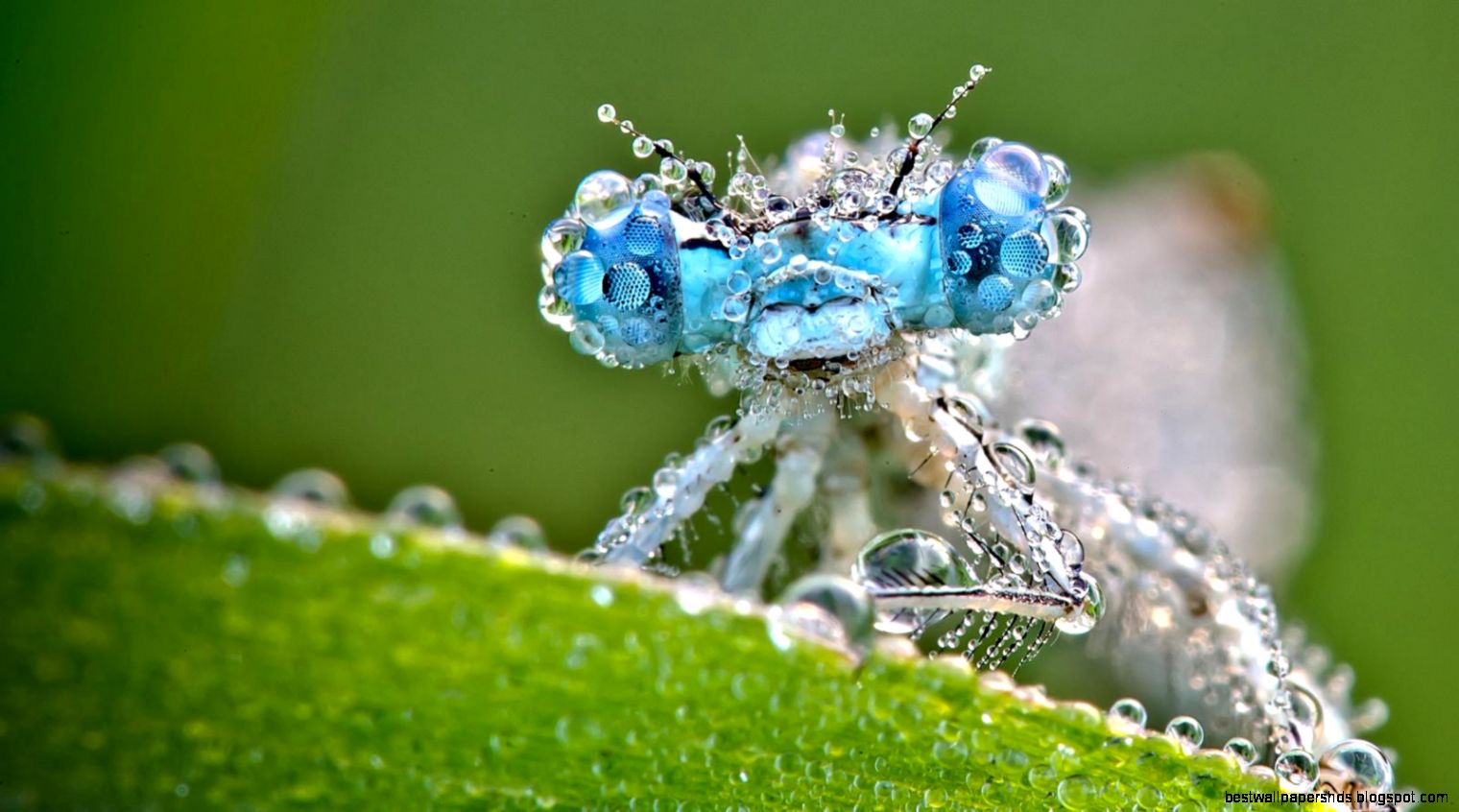 Tags bugs macro photography bugs wallpaper macro photos Tags bugs macro photography bugs wallpaper macro photos