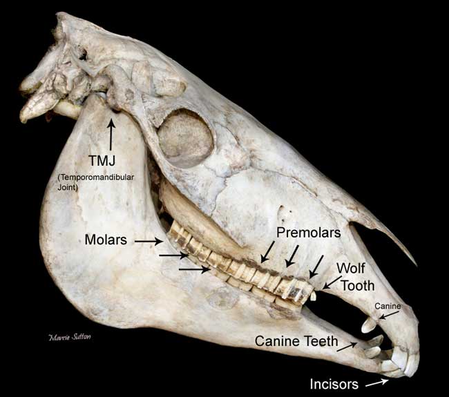 العلوم البيطرية التسنين في الخيول_horse dentition
