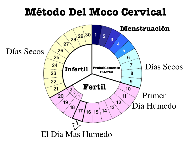 embarazada quedar menstrual infertiles antes periodo despues fertiles calculadora cervical moco relaciones ciclos posiciones anticonceptivos embarazo mucus produciendo leia observando