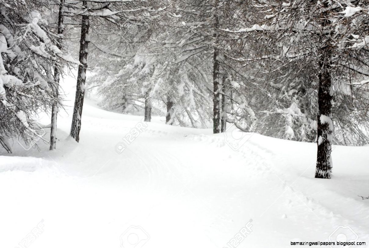 Snowy Forest Path In Winter Stock Photo Picture And Royalty Free Snowy Forest Path In Winter Stock Photo Picture And Royalty Free