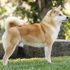 The Sunny Shop Daftar Penjualan Jenis Anjing