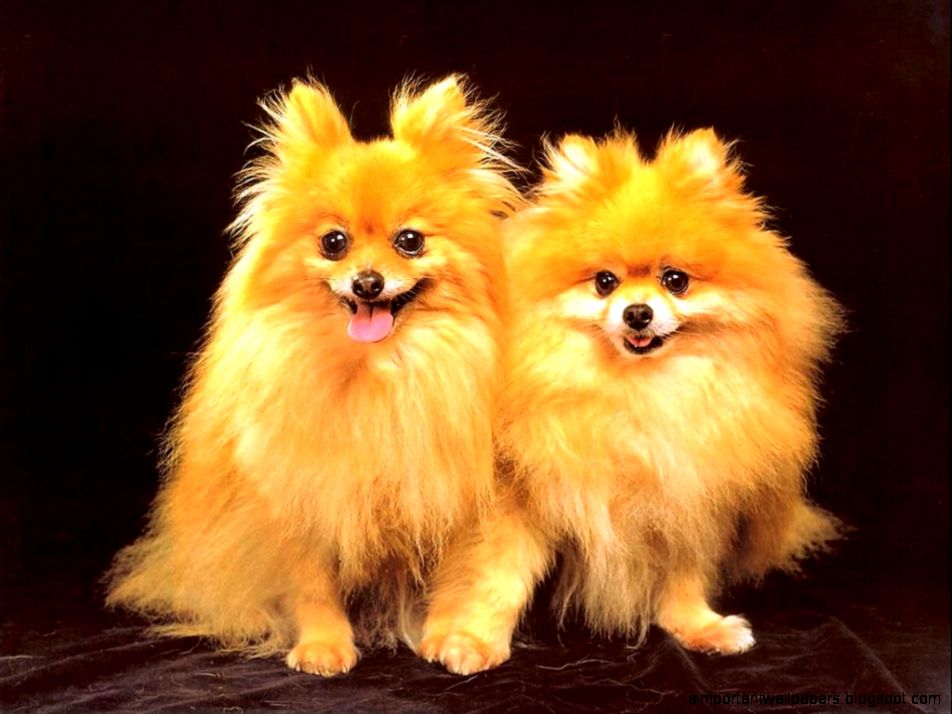 golden twin dogs golden twin dogs cute dog wallpaper Dog Wallpaper golden twin dogs golden twin dogs cute dog wallpaper Dog Wallpaper