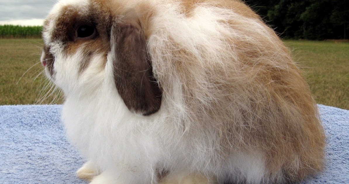 RABBIT WIND ( Adi Rabbit ) Kelinci Fuzzy Lop