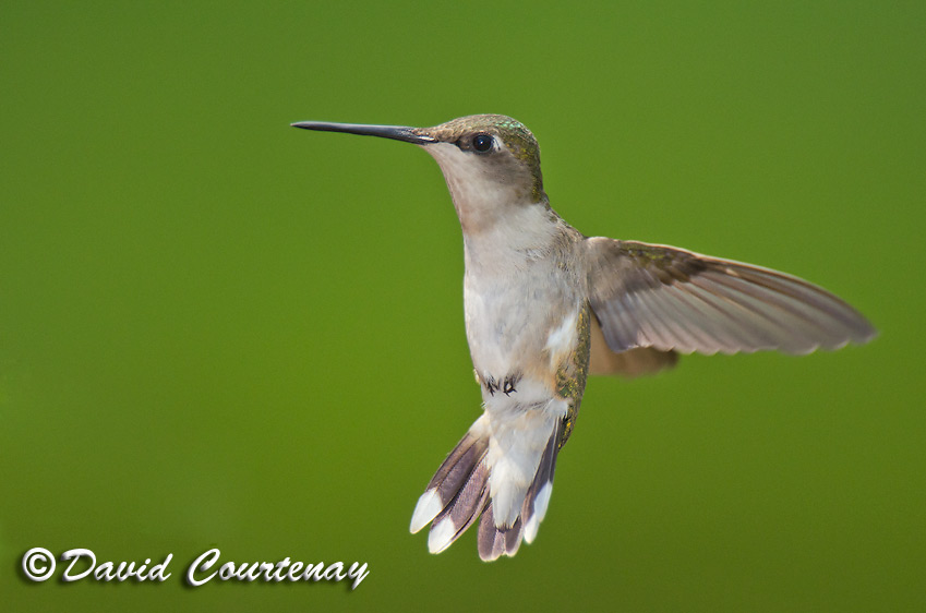 Wildlife Photography across the Water Nikon D7000The return