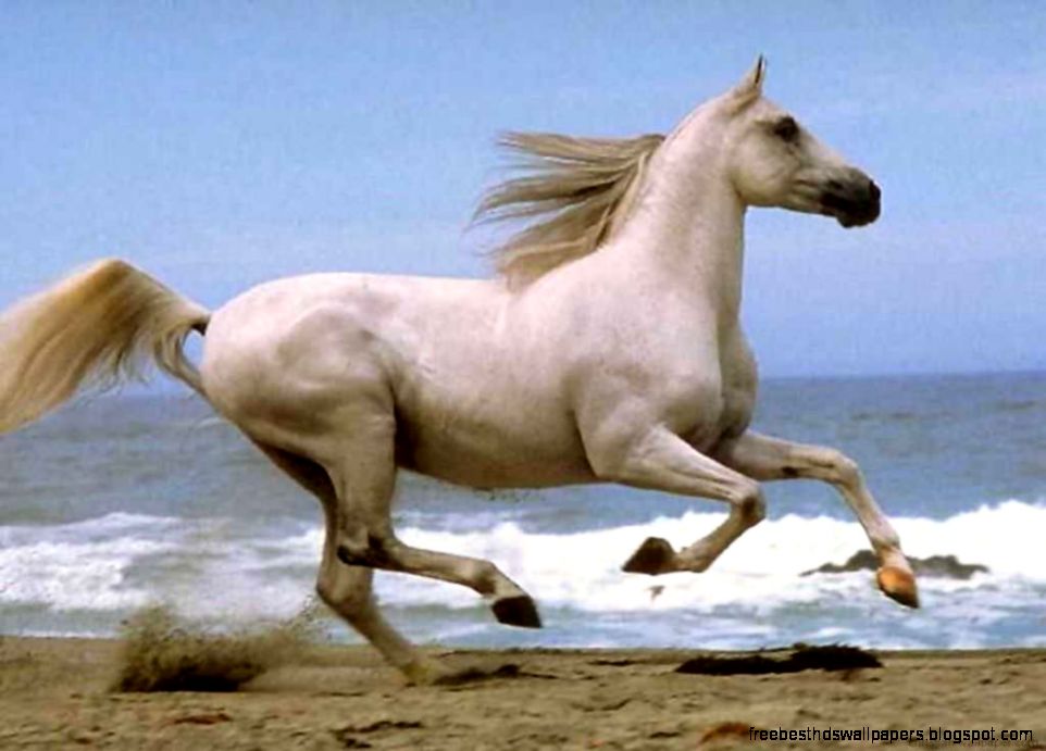 Horse Running White Horses Horse Running White Horses