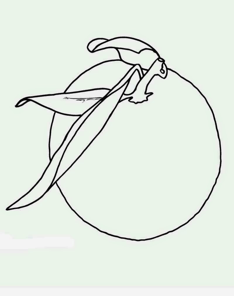 Mewarnai Gambar Buah Jeruk Untuk Anak Mewarnai Gambar Buah Jeruk Untuk Anak