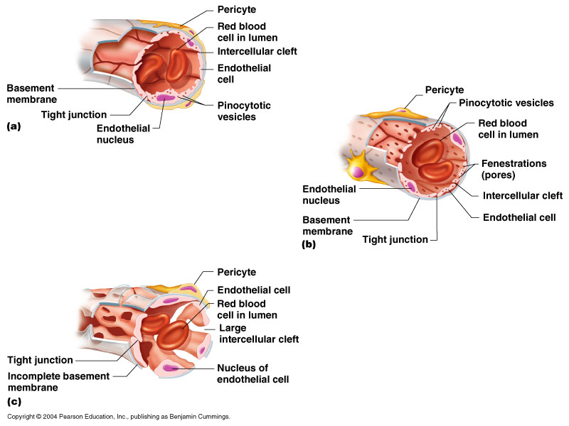 CLASS BLOG: BIO 202 Vessels KEY