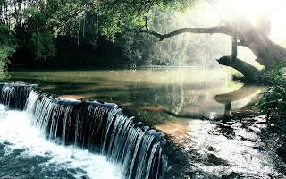 trees rainforest jungle water fall pictures