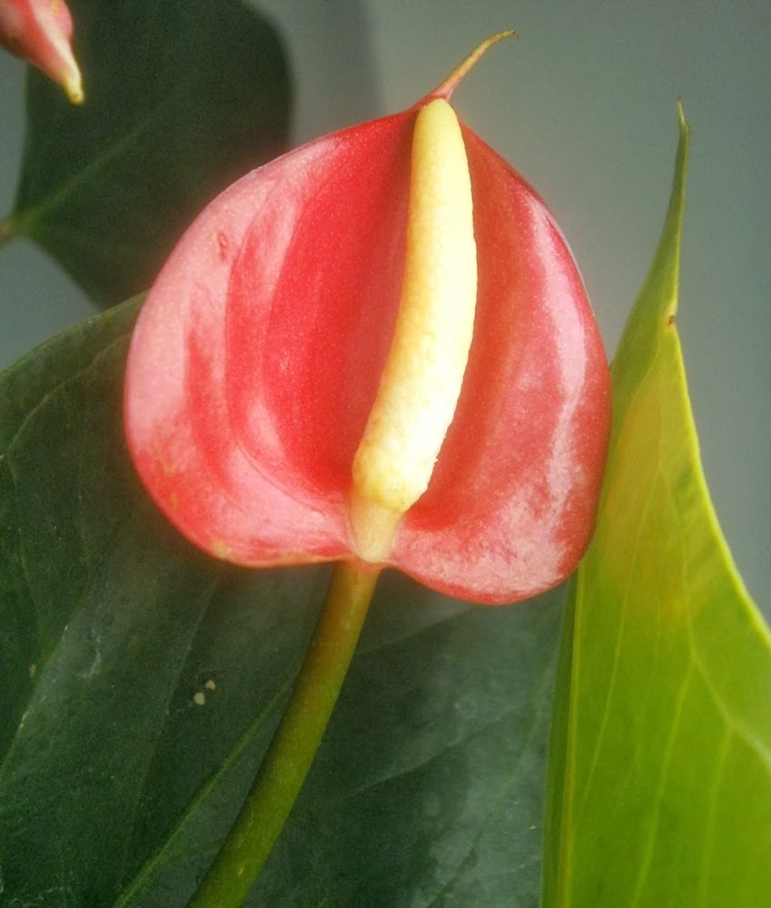 Plants are the Strangest People Oh HELL no.