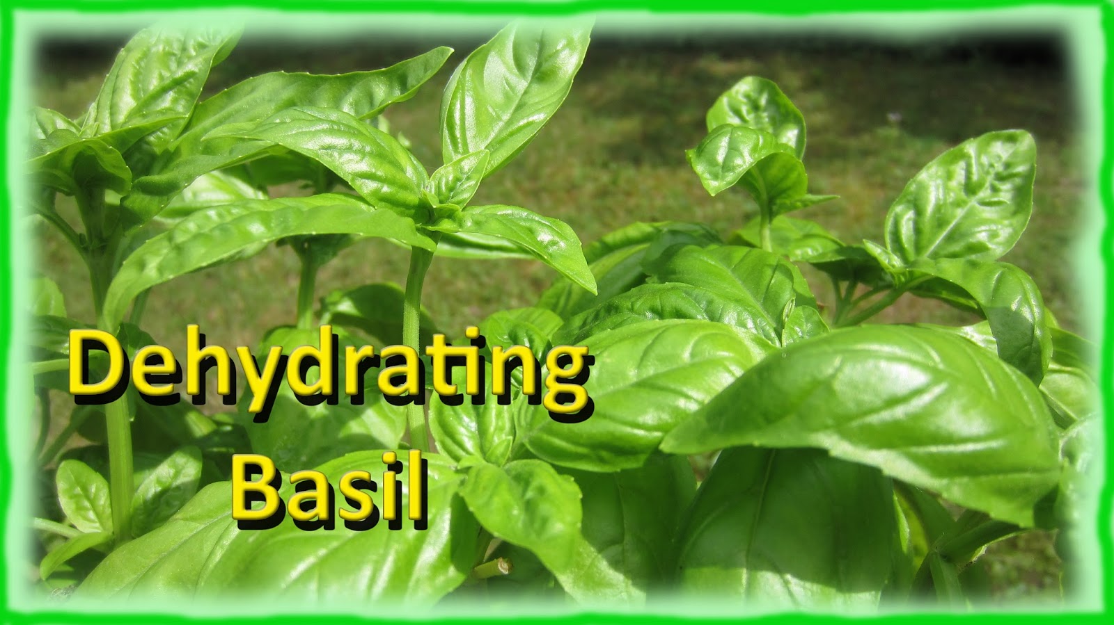 EasyMeWorld How To Dehydrate Basil