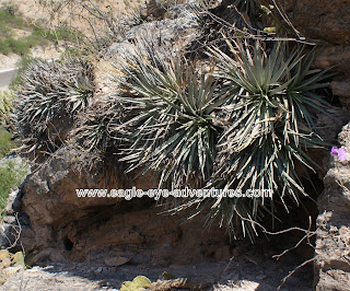 Hechtia zamudioi growing on the rocks