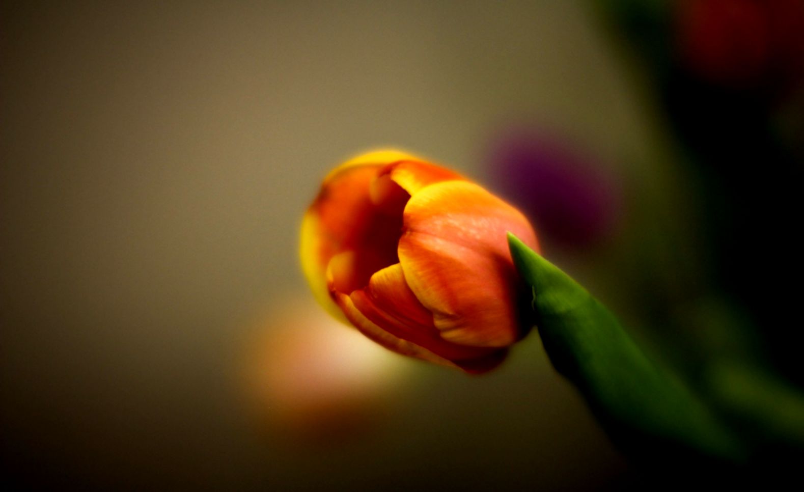 Pink tulip macro 6942810 Pink tulip macro 6942810