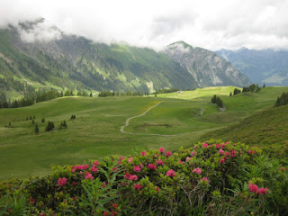 AlpRundweg Leiterli trail through meadow, with mountain roses and nearby peaks, Lenk, Switzerland