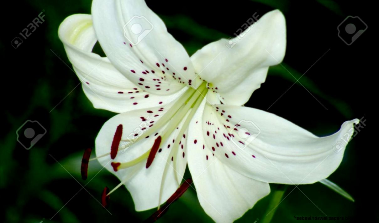 Flowering White Tiger Lily In Darkness Image Stock Photo Picture Flowering White Tiger Lily In Darkness Image Stock Photo Picture