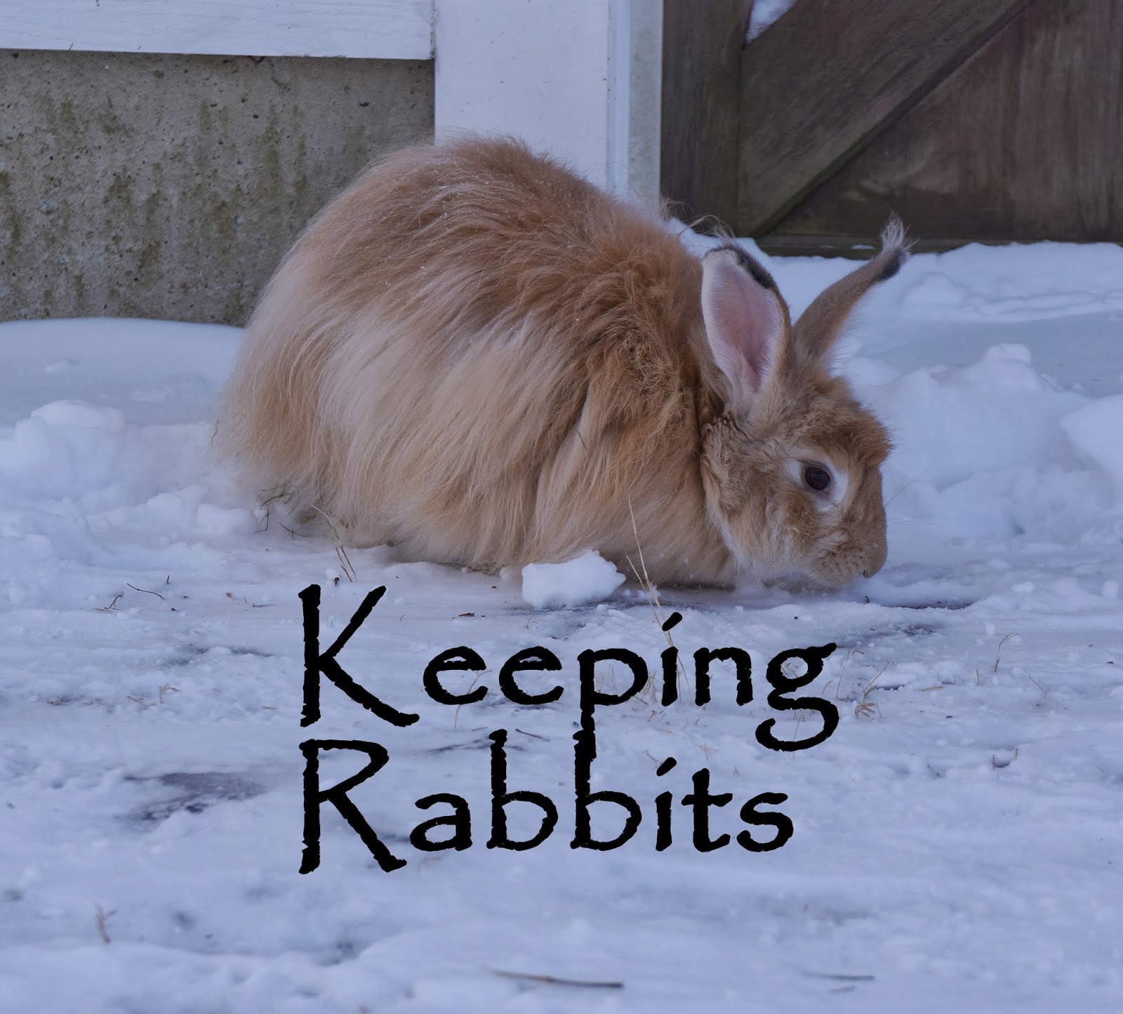 The Backyard Farming Connection Keeping Rabbits