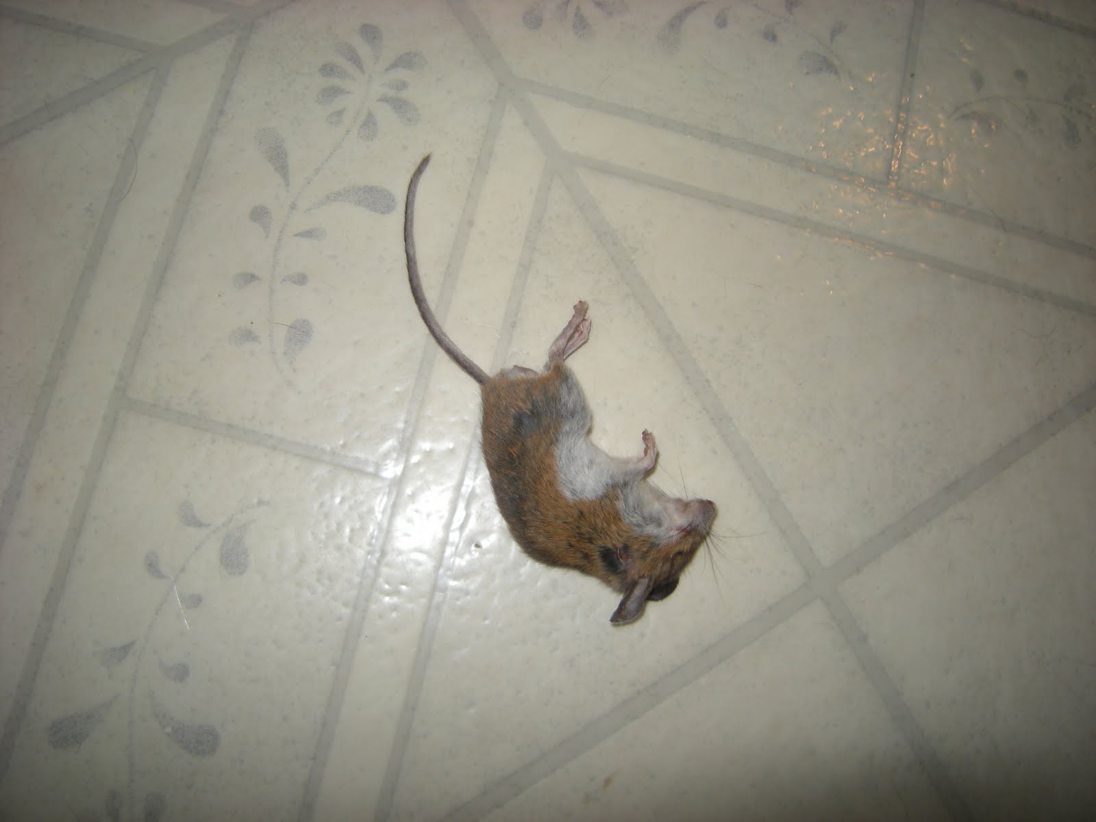 probably just a story Dead Mouse Mysteries Presents Why