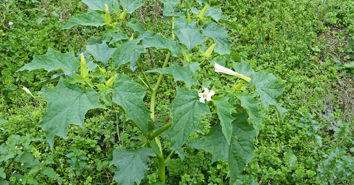 Around Perranuthnoe Thorn Apple