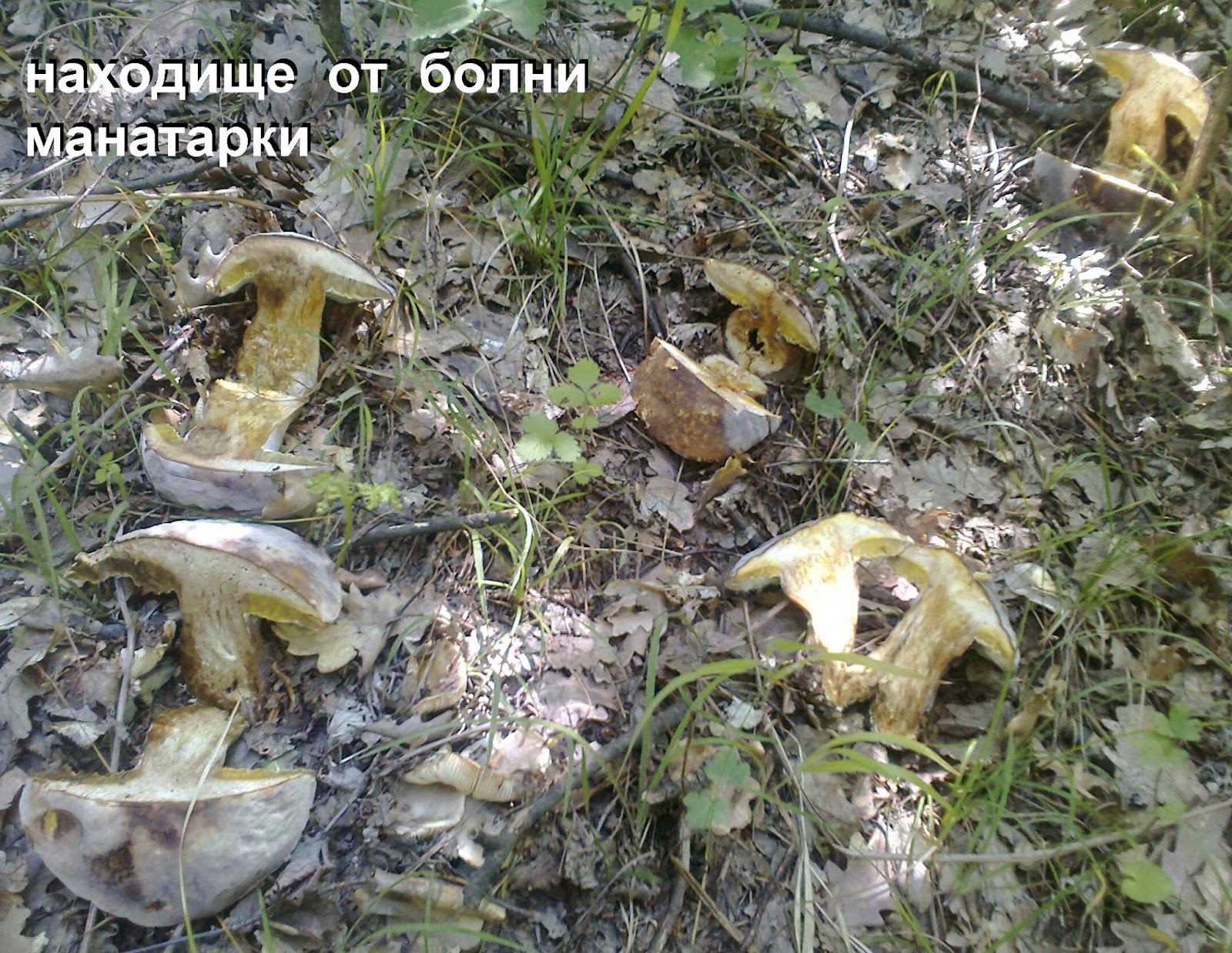 Гъби, трюфели и всичко за тях : Гъба - що е то?