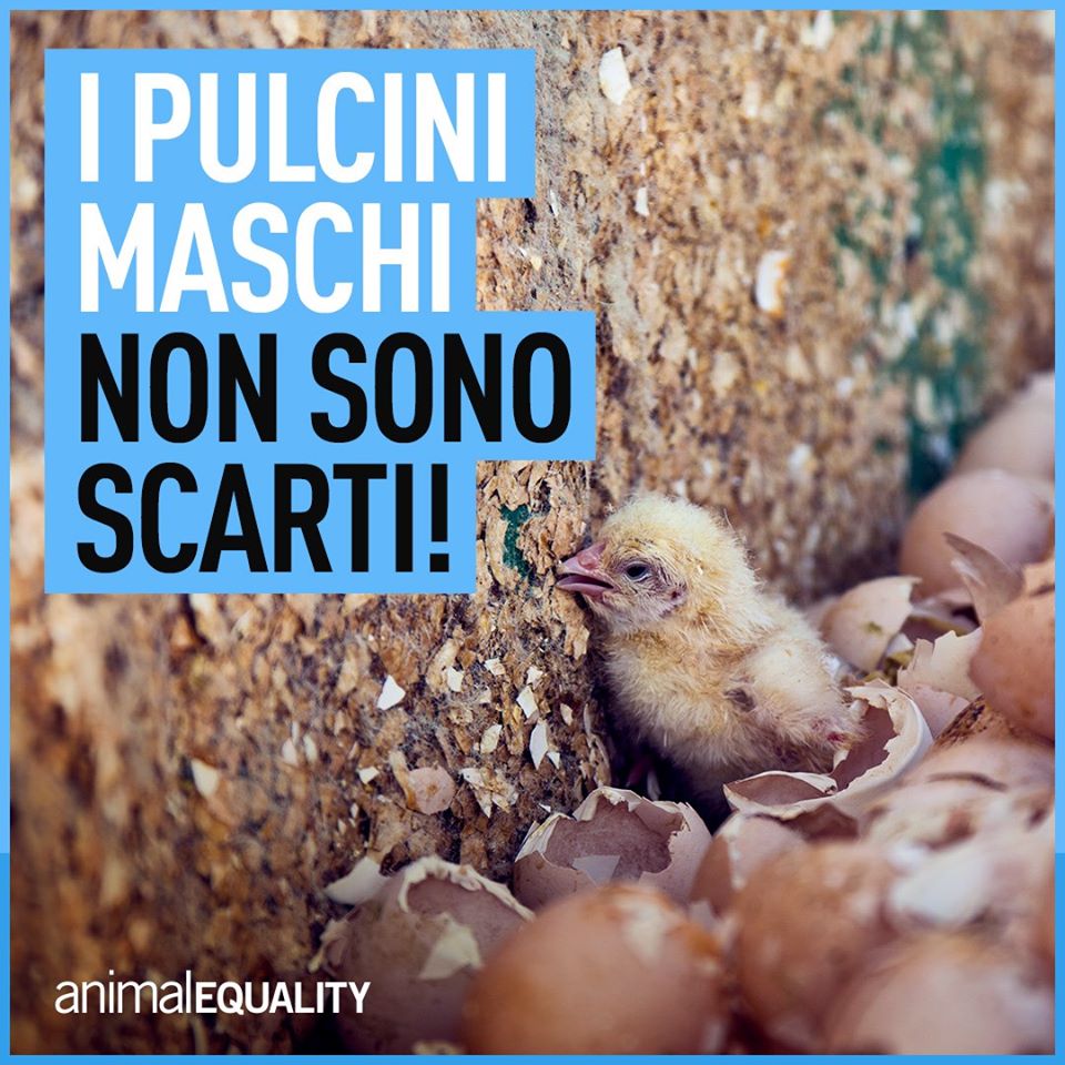 Stop Strage Pulcini Maschi nell'Industria delle Uova.