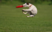 09 Unique Widescreen Dogs Desktop Backgrounds (dogs jump dog frisby wallpapers )