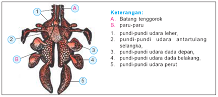 Atha Anak Cerdas Alat Pernapasan Burung