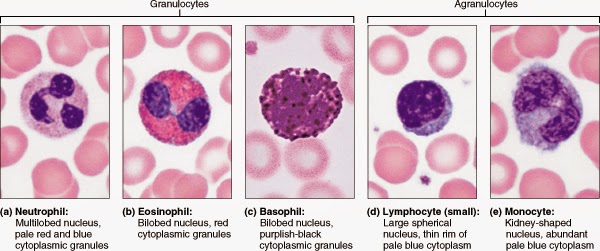 Fungsi dan Macammacam Sel Darah Ilmu Pengetahuan