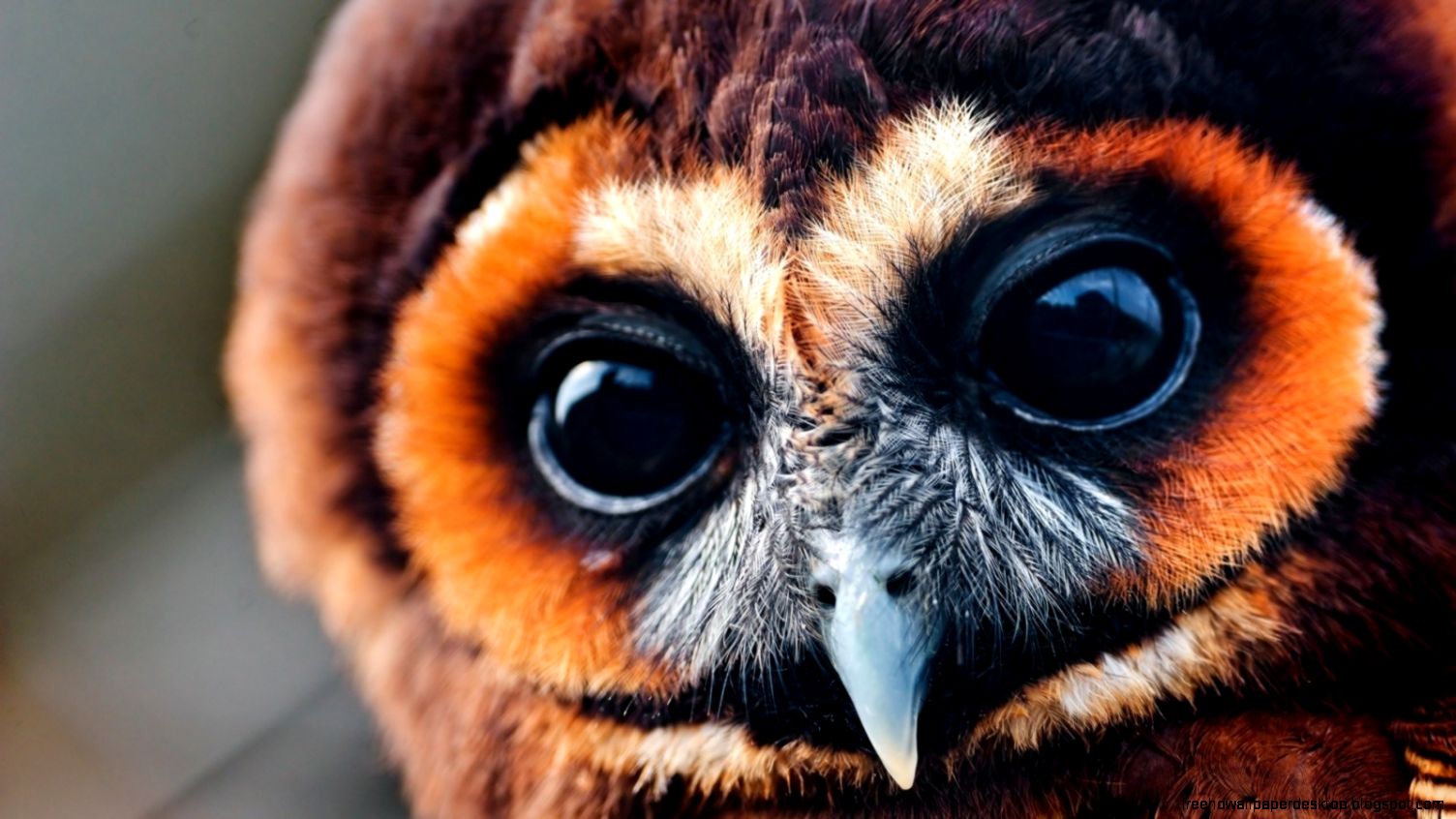 owl coruja marrom close up HD papel de parede 1920x1200 tawny owl owl coruja marrom close up HD papel de parede 1920x1200 tawny owl