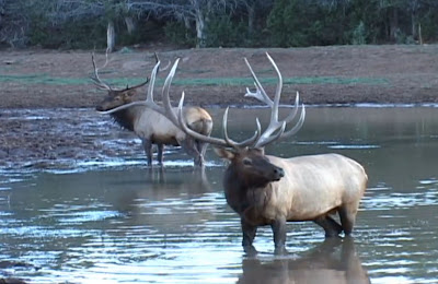 Colburn+and+Scott+Outfitters+AZ+Elk+Images+from+Video+1.jpg