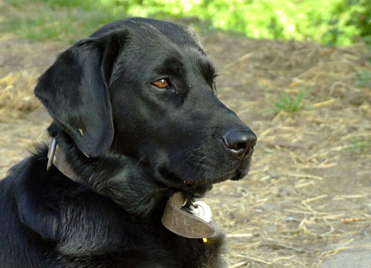 PUPPY'S van LIEVENDAAL Kruising Flatcoated retriever x Labrador