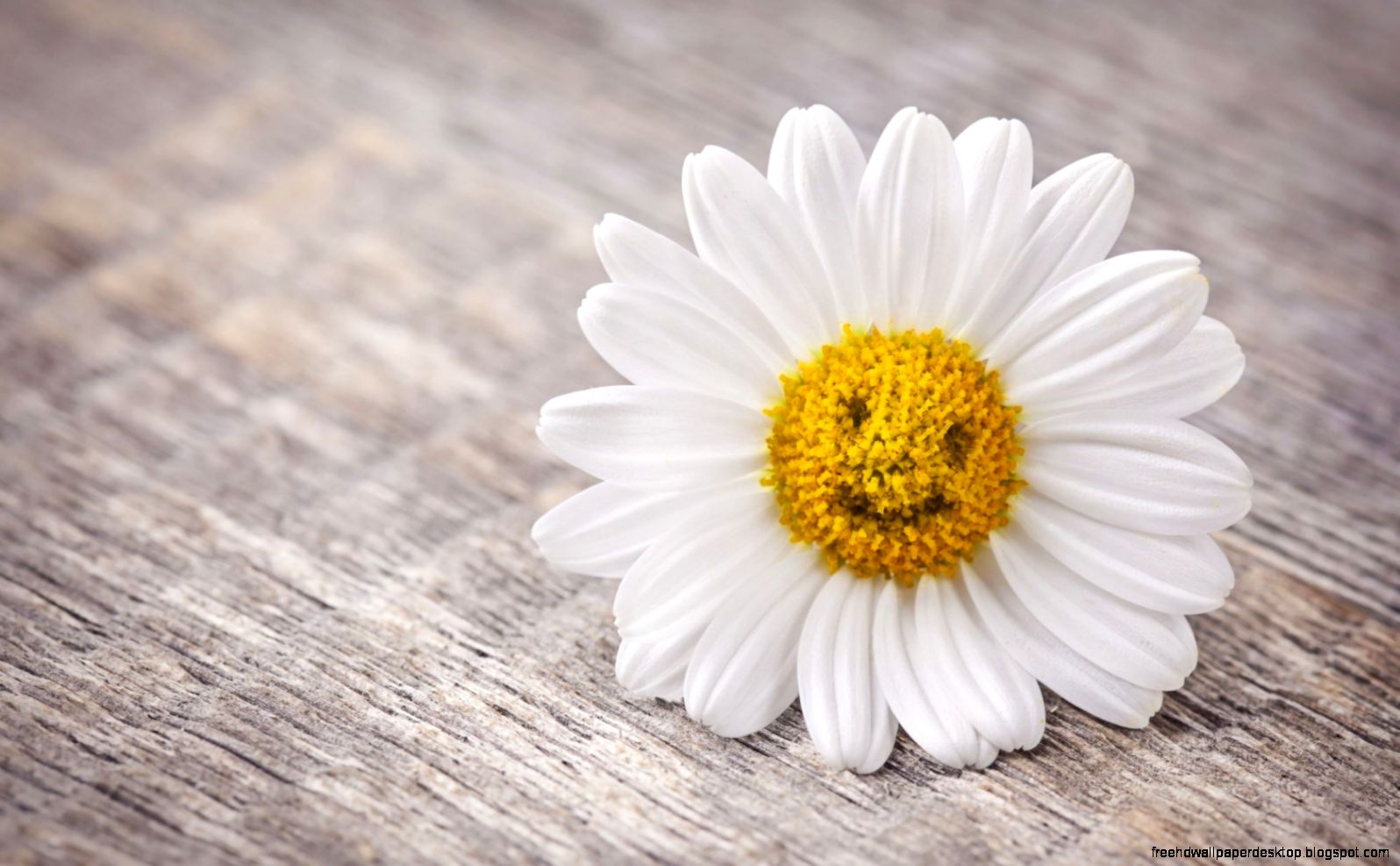 Mood Flower Daisy Smile HD Wallpaper FreeWallsUp Mood Flower Daisy Smile HD Wallpaper FreeWallsUp