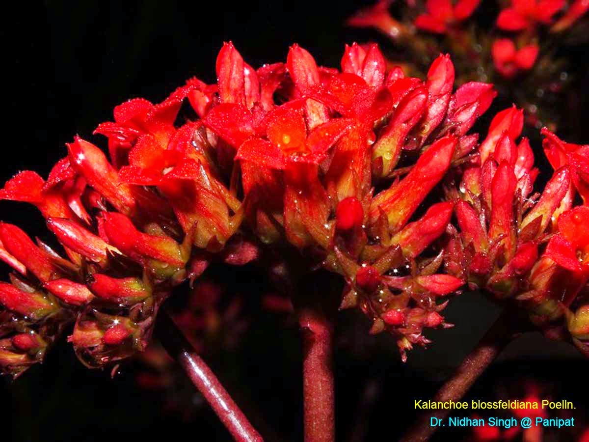 Medicinal Plants Kalanchoe blossfeldiana, Madagascar widow'sthrill