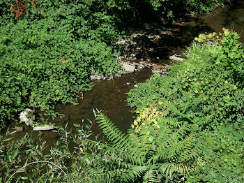 A river runs through Calistoga