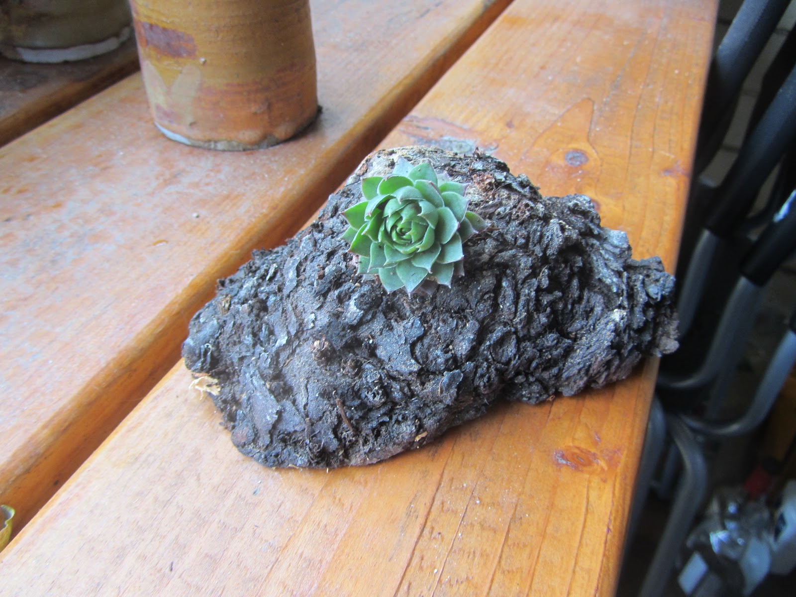 Caudiciform Plants