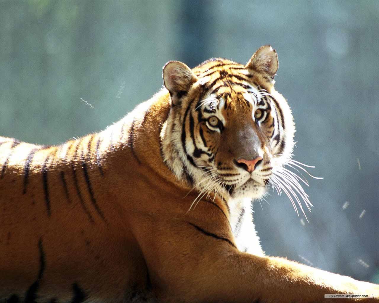 HQ Wallpapers: South China Tiger Pictures