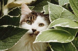 Cat Eating Plant