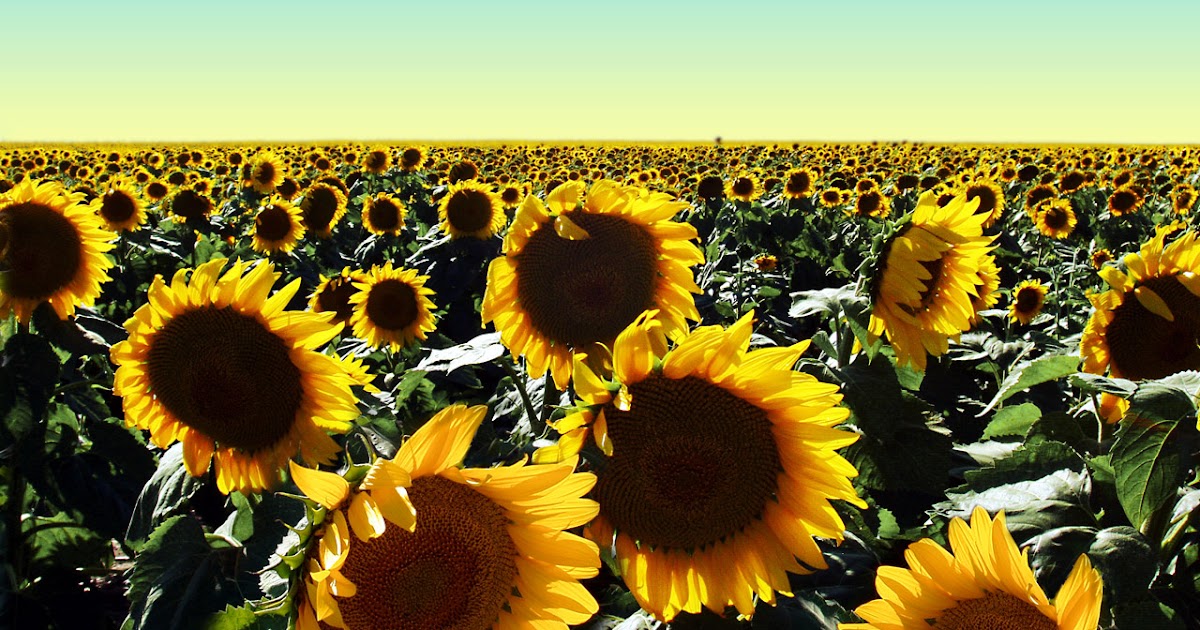 St Anne's Florist and Gift Baskets Perth Sunflowers Are Stocked By St