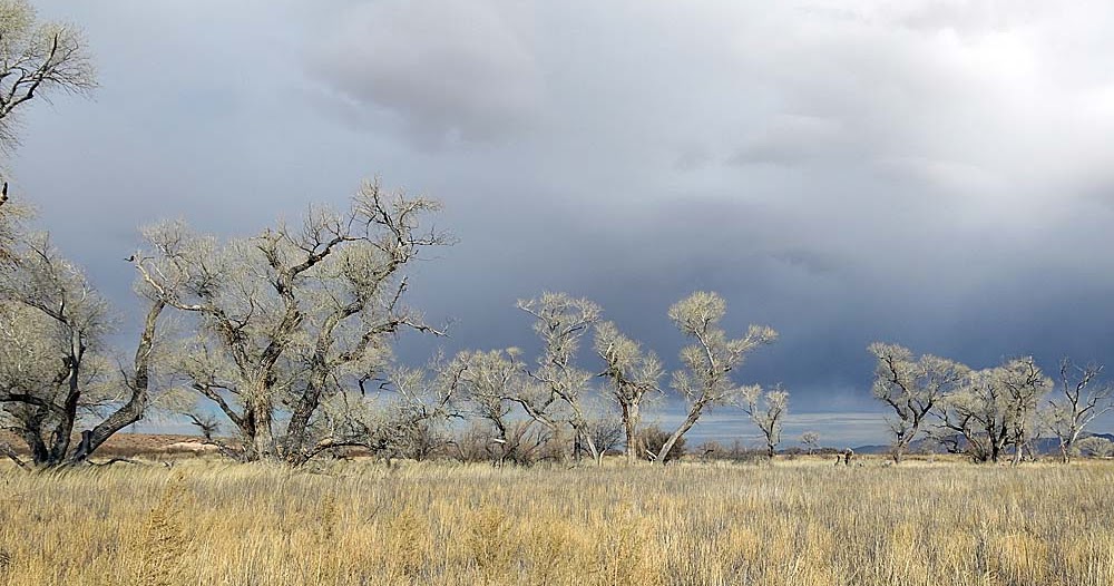 Birdernaturalist CBC Backtrack Peloncillo Mountains, New Mexico