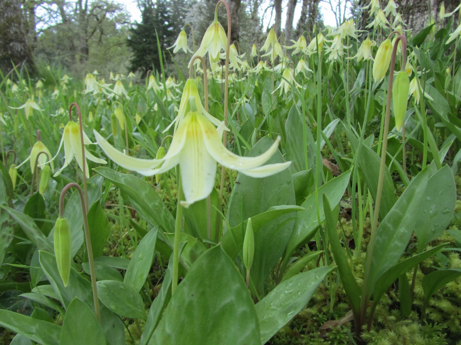 Four Hills of Squash Lamb's Tongue Season