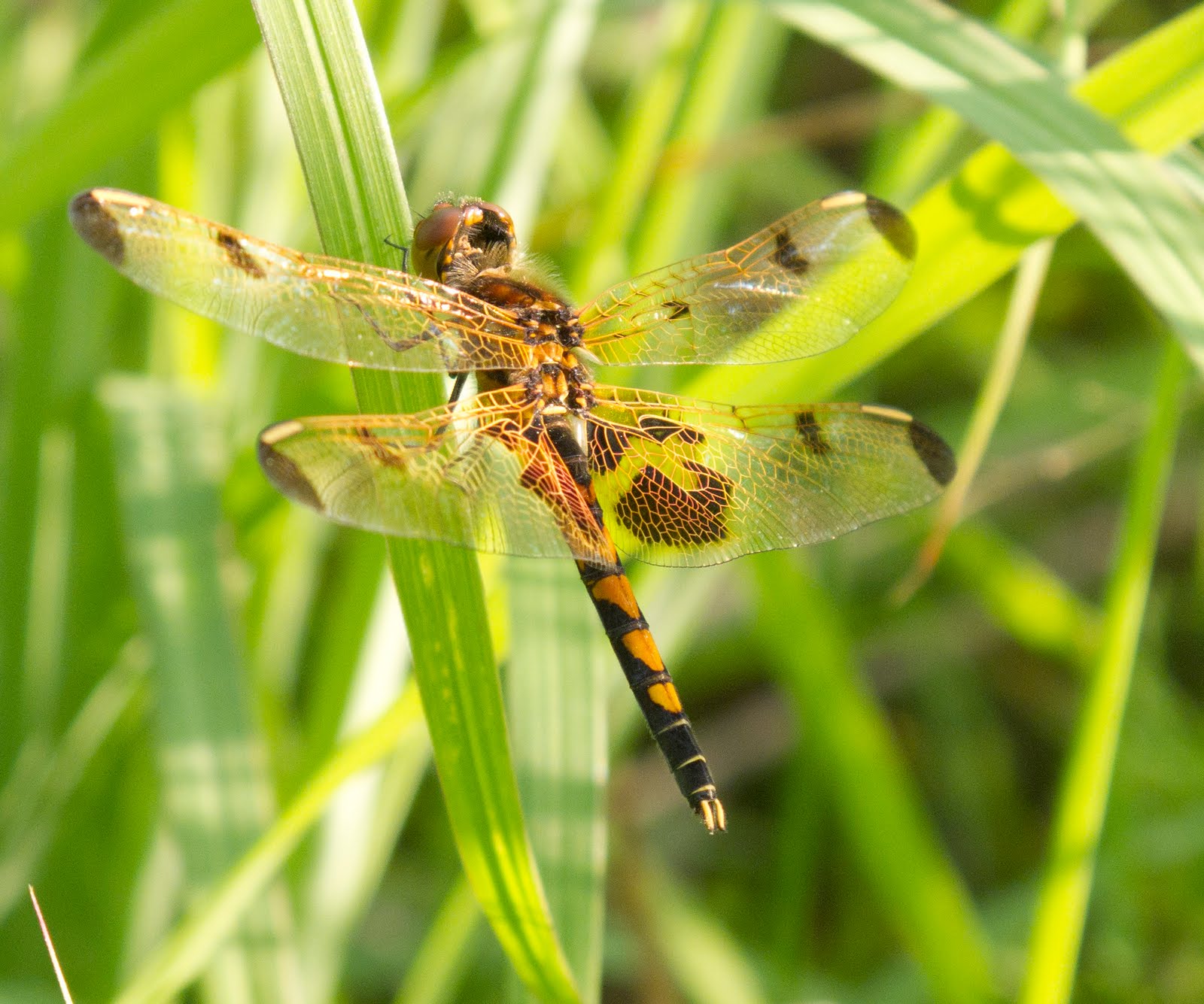Dragonflies+of+michigan