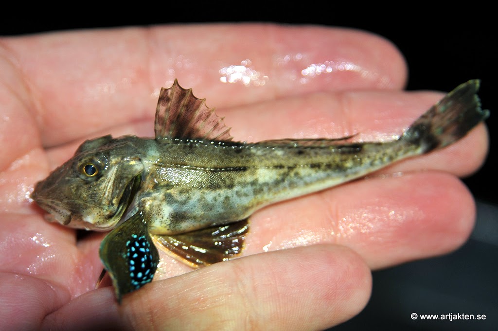 dejtingsidor kk för