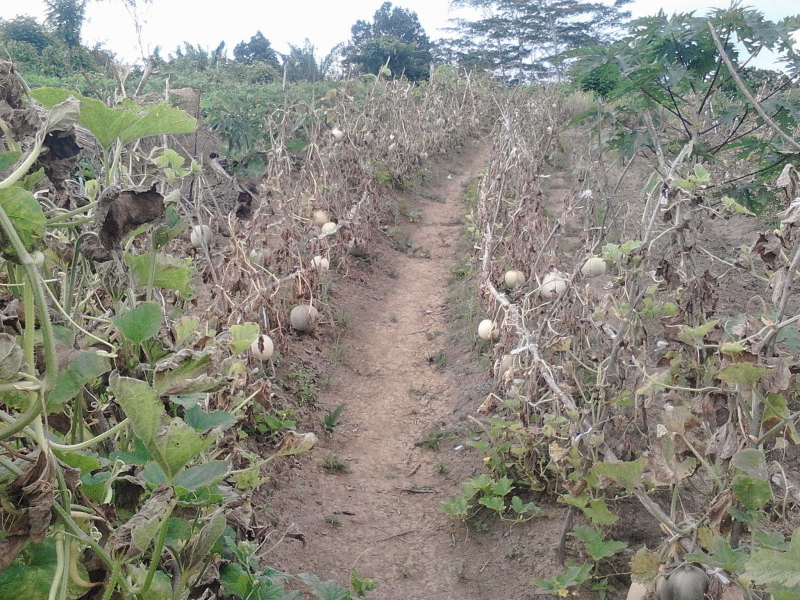 Kondisi tanaman melon menjelang panen sebelum mendapat bimbingan